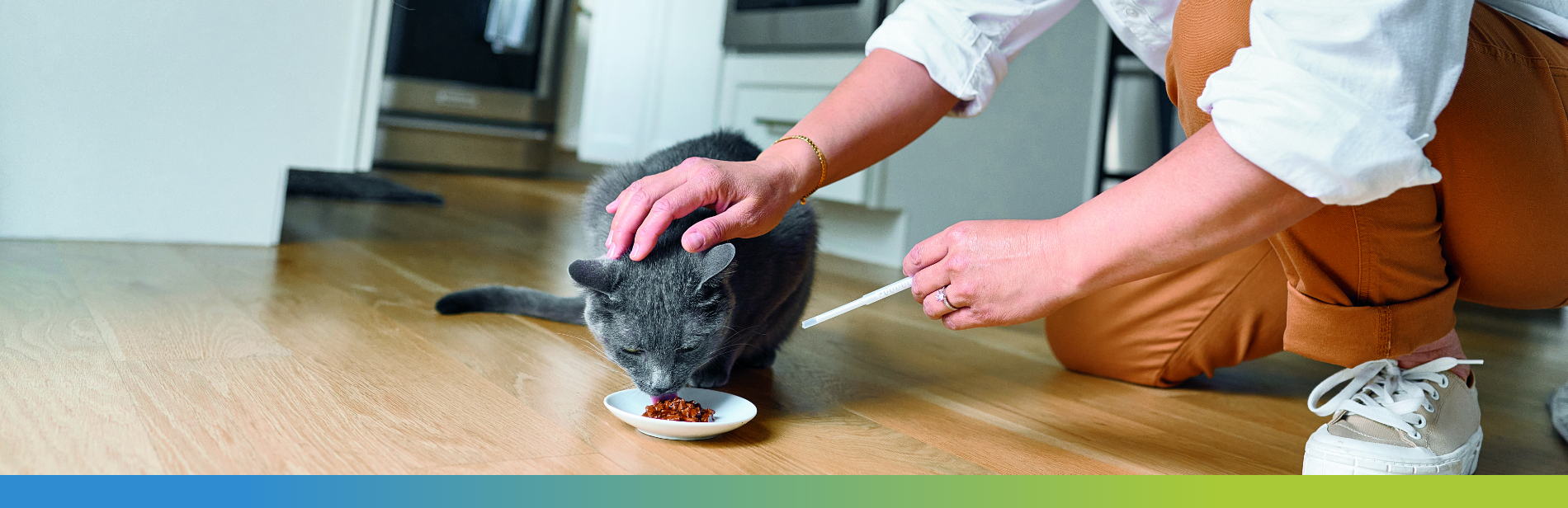 cat eating from a bowl, with a human using a syringe to administer senvelgo