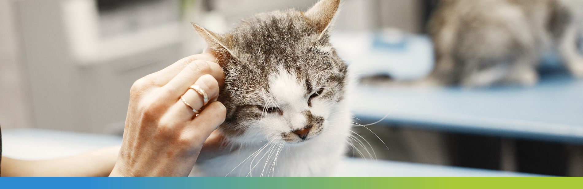 Picture of a cat on a veterinary table