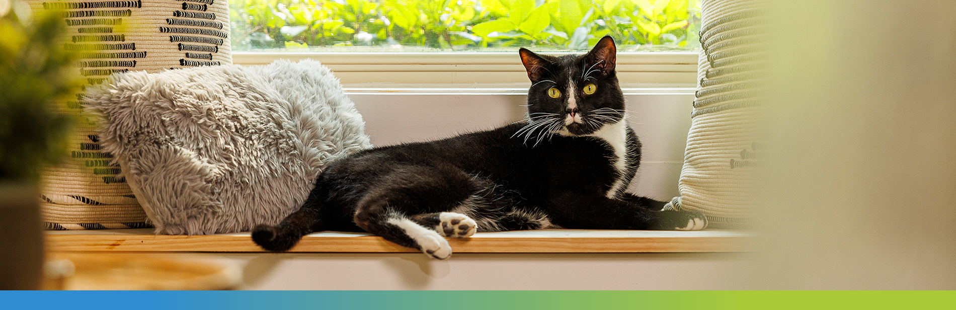 A black cat lying on a window seat