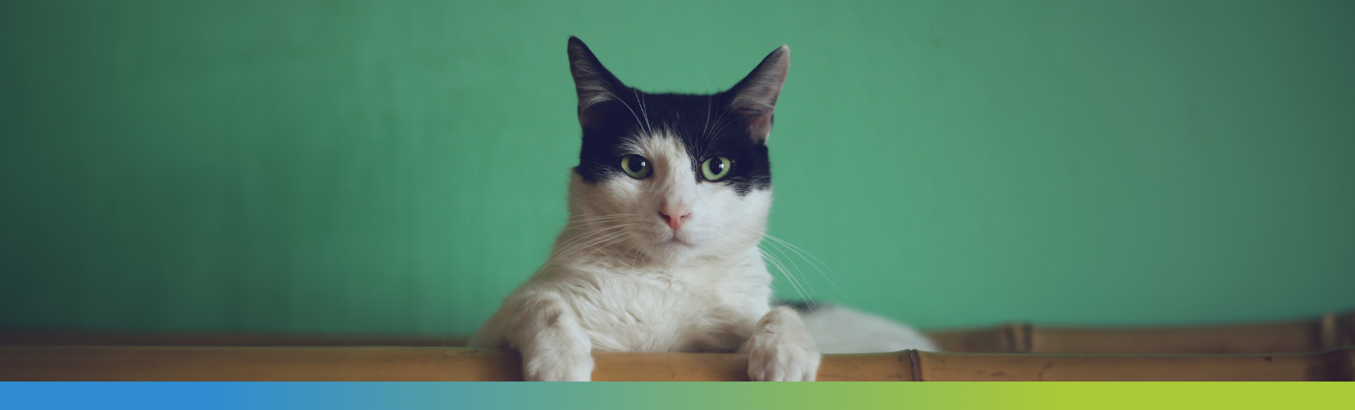 black and white cat