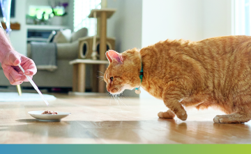 cat preparing to eat food with senvelgo solution