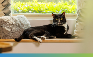 A black cat lying on a window seat