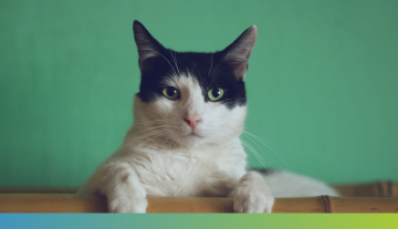 black and white cat