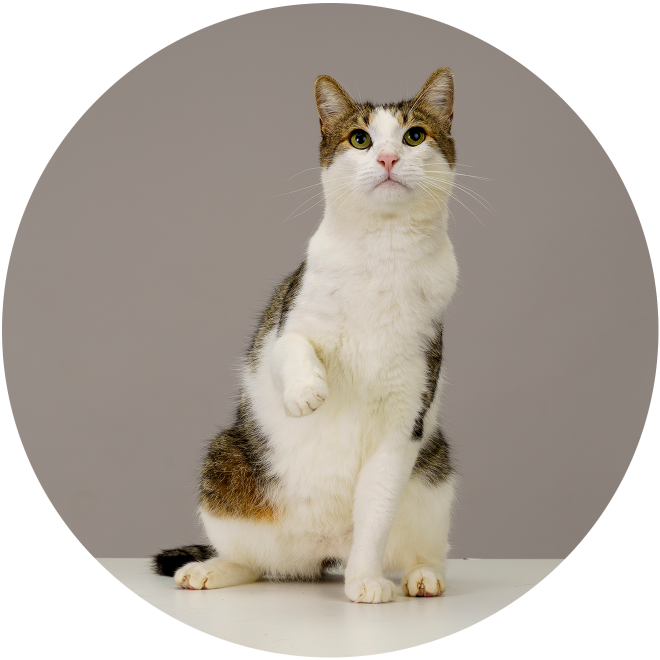 A cat sat down lifting one paw