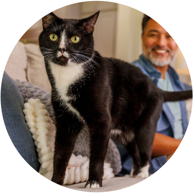 A black and white cat stood on a sofa with its owner in the background