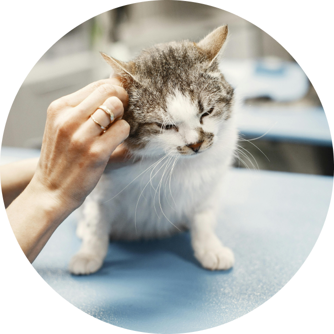 SCRATCH CAT
