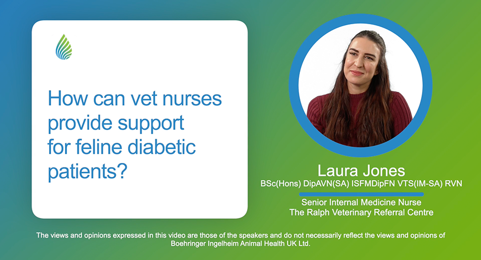 How can vet nurses provide support for feline diabetes patients? Video thumbnail